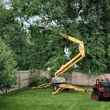 Best Emergency Tree Removal  in Marquette, MI