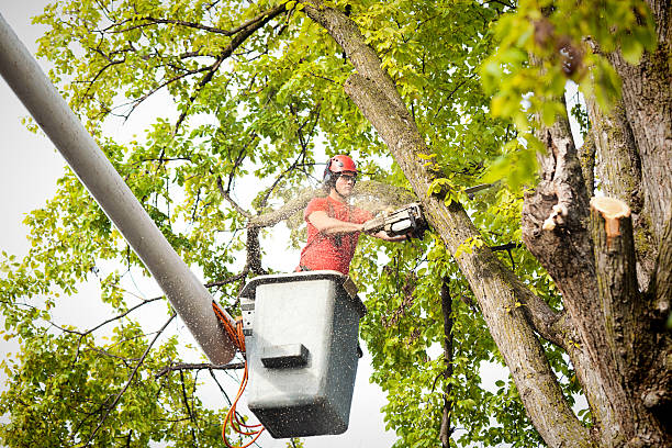 Professional  Tree Services in Marquette, MI